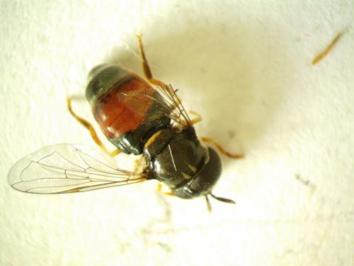 Paragus sp.